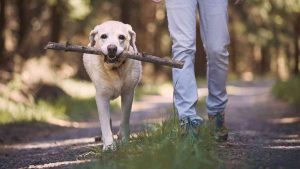 La-falta-de-paseo-perjudica-la-salud-mental-y-física-de-los-perros 
