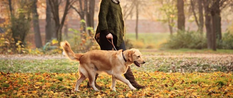 La-falta-de-paseo-perjudica-la-salud-mental-y-física-de-los-perros