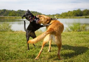 tips-para-separar-a-dos-perros-que-se-estan-peleando